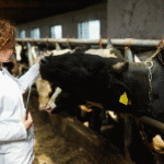 A scientist studies cows in an industrial facility.