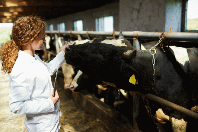A scientist studies cows in an industrial facility.