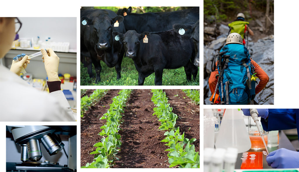 A collage of One Health issues, including medicine, livestock, plants, and humans.