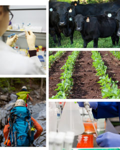 A collage of One Health topics such as livestock health, plant health, and human health.