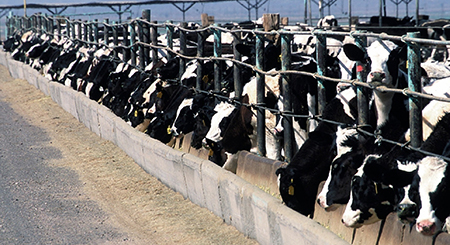 A herd of cattle waiting to be fed at a feedlot.