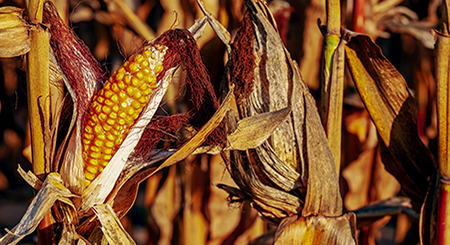 Corn stalks standing in a field.