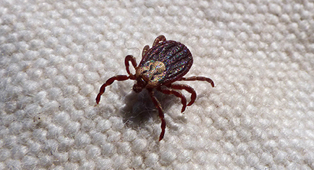 A dog tick crawls across a white cloth.