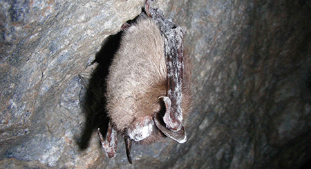 A bat hanging in a cave exhibits fungus from white-nose syndrome.