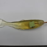 A rainbow trout gelfish with sensor.