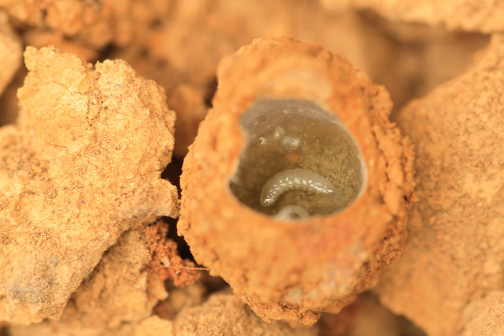 A close-up of a larval bee in a ground nest.