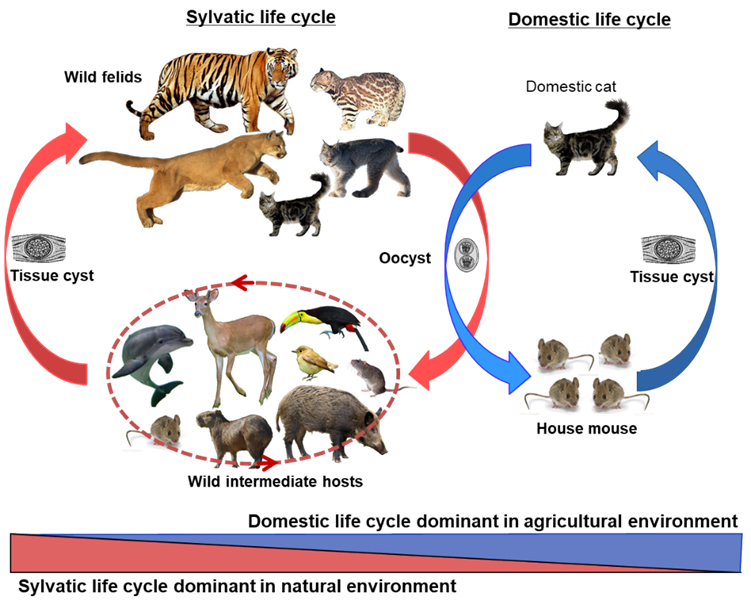 Life cycle of T. gondii. Parasite oocysts are shed in feces by definitive feline hosts in the environment. The oocysts mature in the environment and may then be ingested by intermediate hosts such as mammals and birds. The parasites develop and form tissue cysts in intermediate hosts. The parasites are transmitted back to definitive hosts by predation. Transmission may also occur through scavenging among the intermediate hosts. The sylvatic cycle involves wild feline host species and varied mammalian and avian intermediate host species, whereas the domestic cycle involves the domestic cats and small rodents such as house mice and rats. Through the expansion of agriculture in human history, the domestic cycle played increasingly important role in transmission of T. gondii. (Shwab et al., PNAS, 2018, 115:E6957).