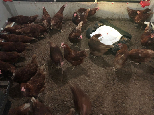 Training the laying behavior of hens using a robot.