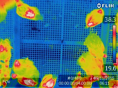 Feather coverage evaluation using thermography.